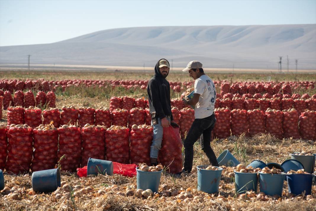 Konya Ovası’nda tablo gibi hasat 13